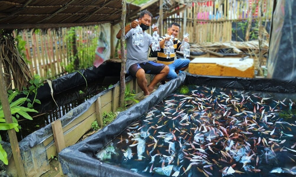 Budidaya Ikan Cupang di Lahan Sempit