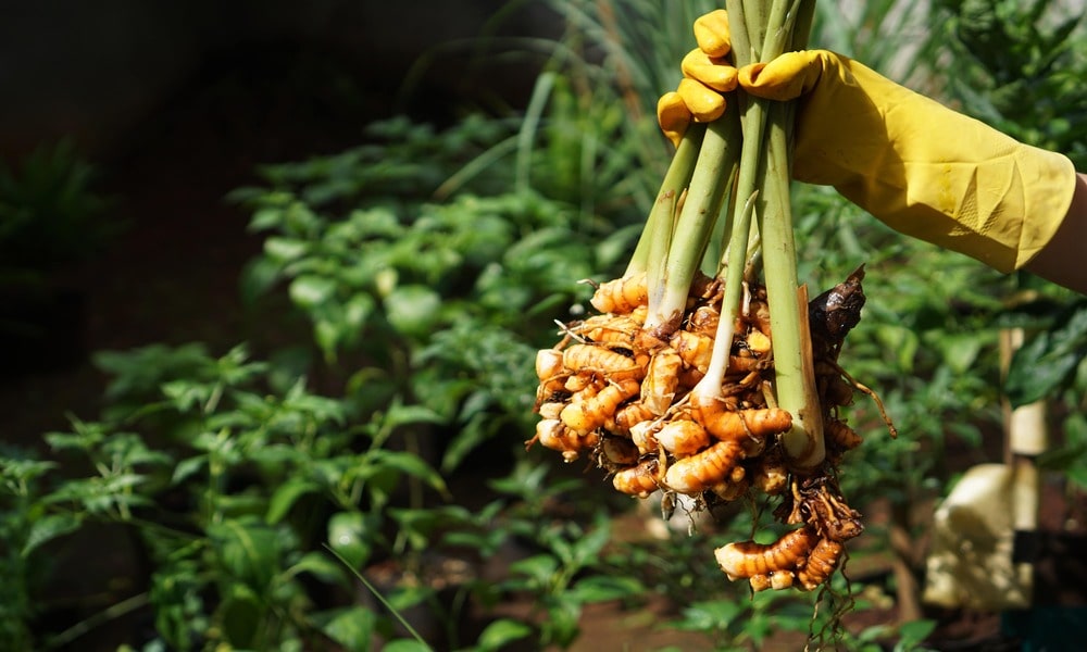 Kunyit: Tanaman Herbal dengan Segudang Manfaat Kesehatan